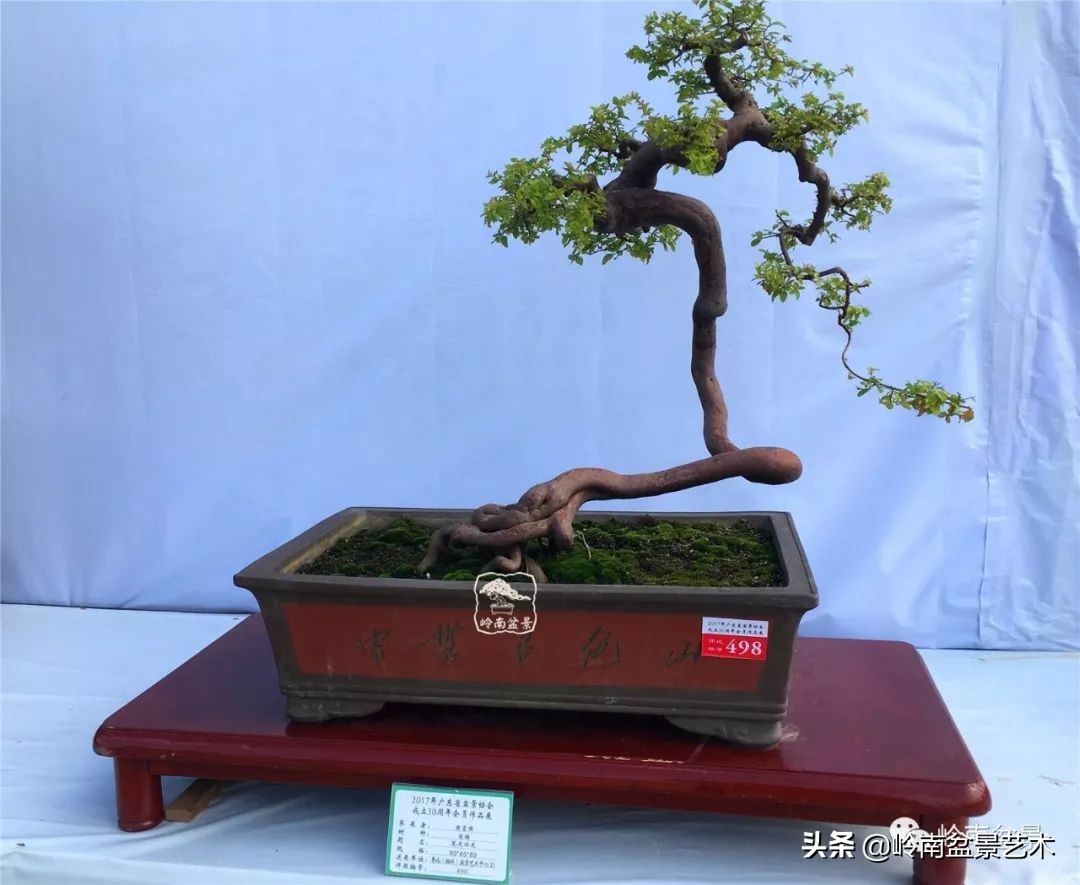 以根代杆下细上粗式盆景图片,十种适合吊着养的盆景