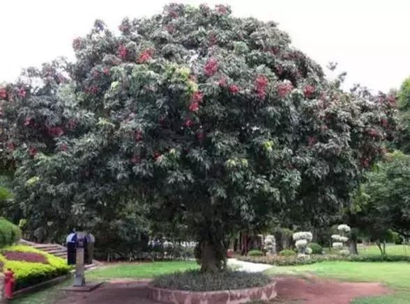 杨贵妃妃子笑荔枝,一骑红尘妃子笑杨贵妃喜欢荔枝吗