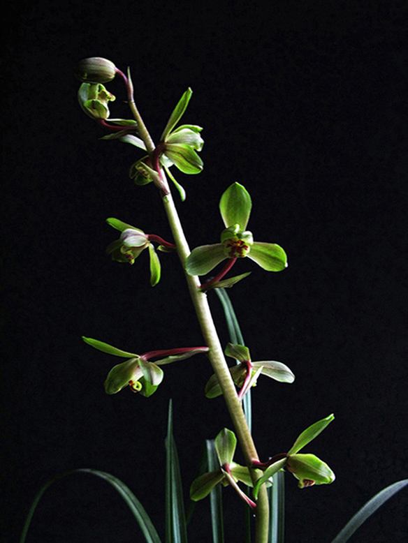 精品玉兰的品种及图片,国兰花朵不艳丽但香气清雅