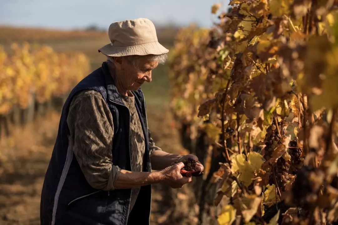 全世界最贵的十大顶级葡萄酒,世界最贵的葡萄酒是哪一款
