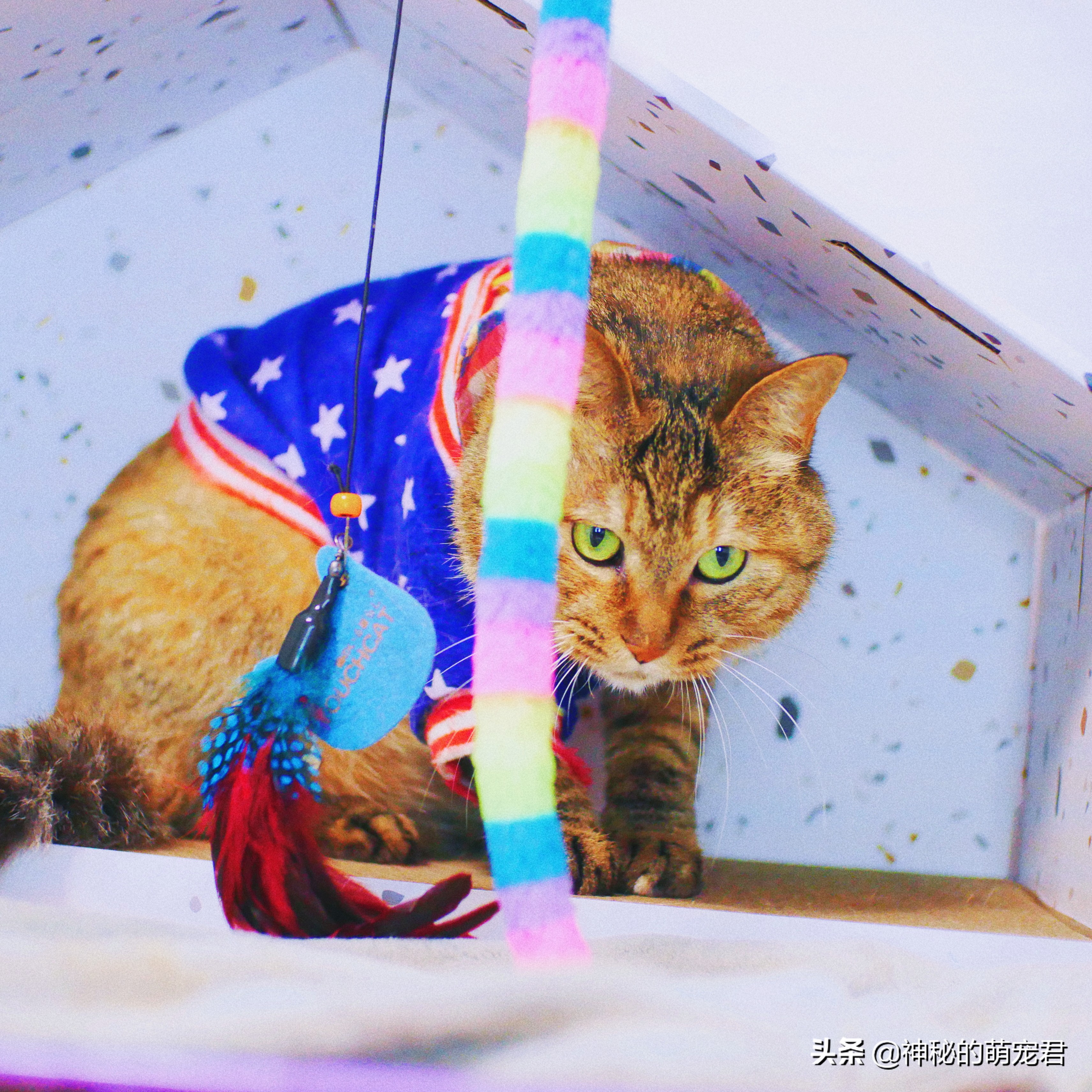 什么逗猫棒猫咪会玩,怎么做猫咪玩的逗猫棒