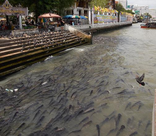 泰国旅游泡泡,泰国泡泡旅游计划