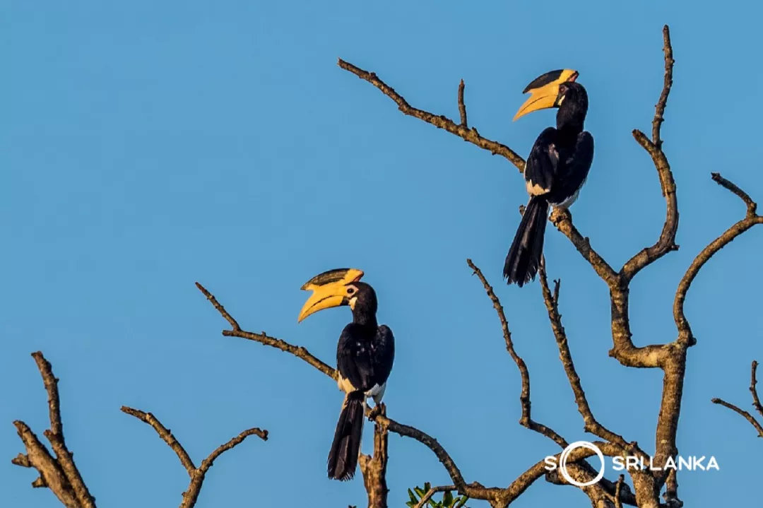 斯里兰卡的著名景区,斯里兰卡哪个公园最好