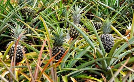 南国四大果品有哪几种,南国四大果菠萝