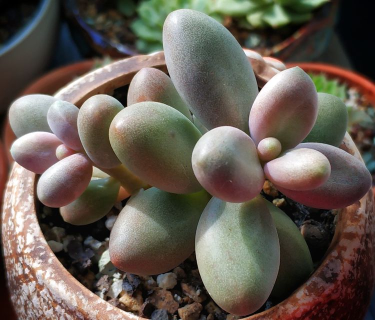 记录多肉长大的全过程,记录所有多肉成长过程