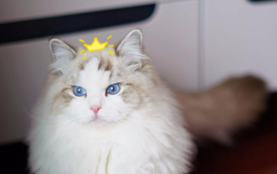 布偶猫奶猫多少钱一只,猫中贵族布偶猫