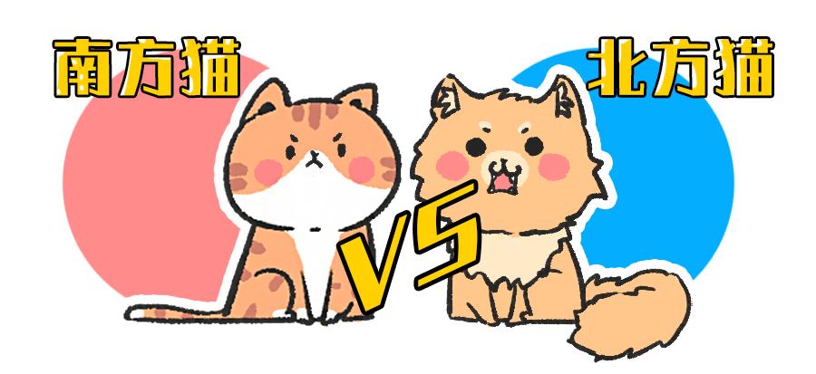 南方养猫跟北方养猫什么区别,北方养猫为什么比南方好