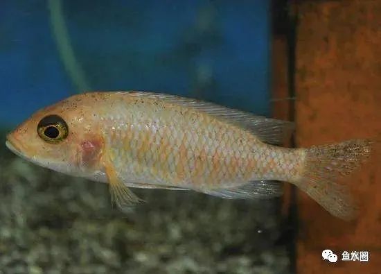 三湖慈鲷马鲷孔雀鱼多久发色,三湖慈鲷鱼之马鲷鱼