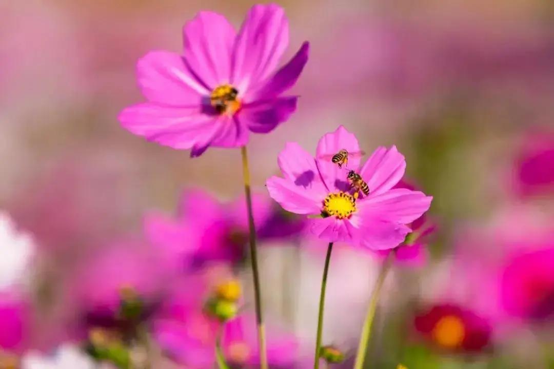 深圳十大免费花海公园,深圳红花山公园粉黛花海