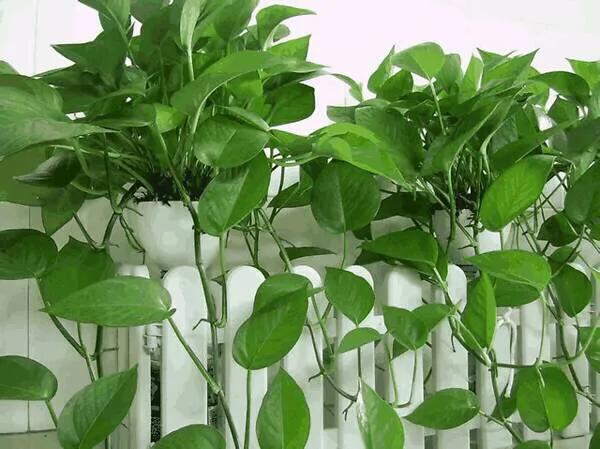 绿萝柱的养殖方法和注意事项,绿萝的养殖方法和注意事项汇总