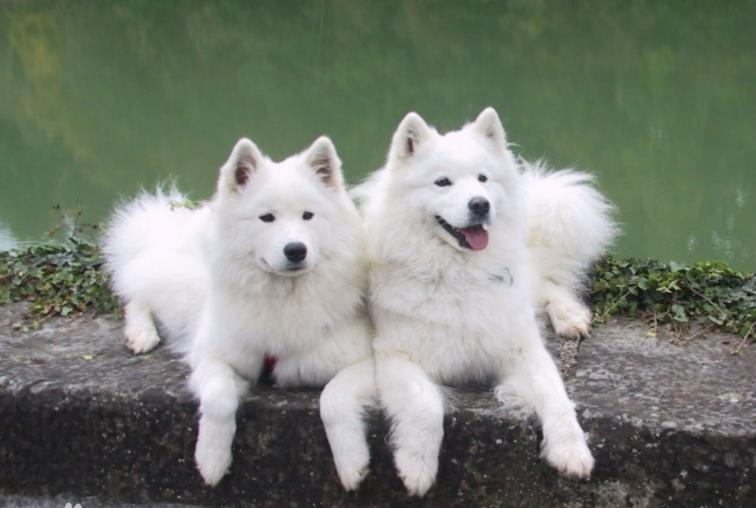 狗界无攻击性犬种哈士奇上榜,哈士奇在狗界中排名第几