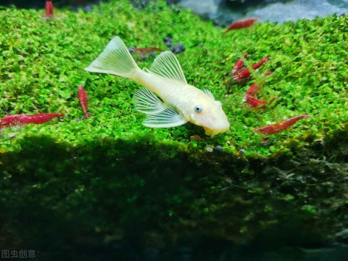 养鱼换水多少天换一次,养鱼换水换一半好还是全部换好