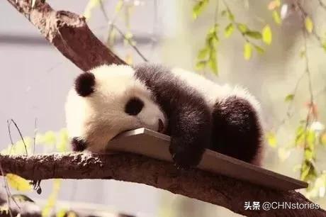 熊猫贝贝美国饲养员,海归大熊猫贝贝中国饲养员