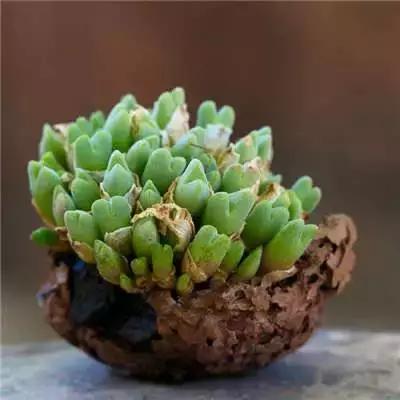 多肉大师手绘花盆,多肉顶级玩家