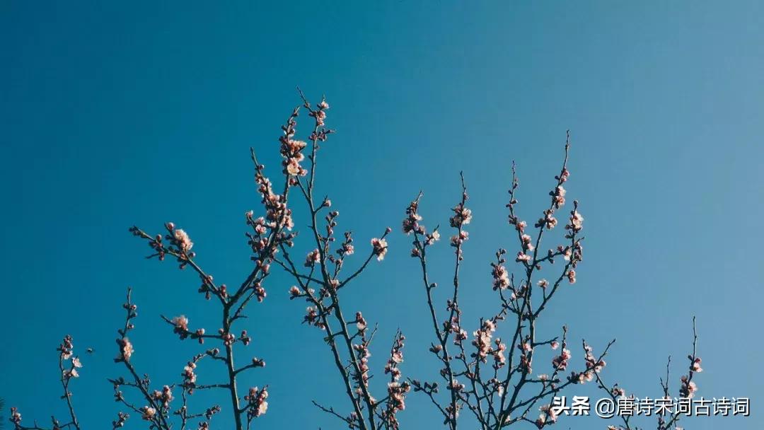 诗词歌赋雅俗共赏,诗酒花茶琴棋书画七言绝句