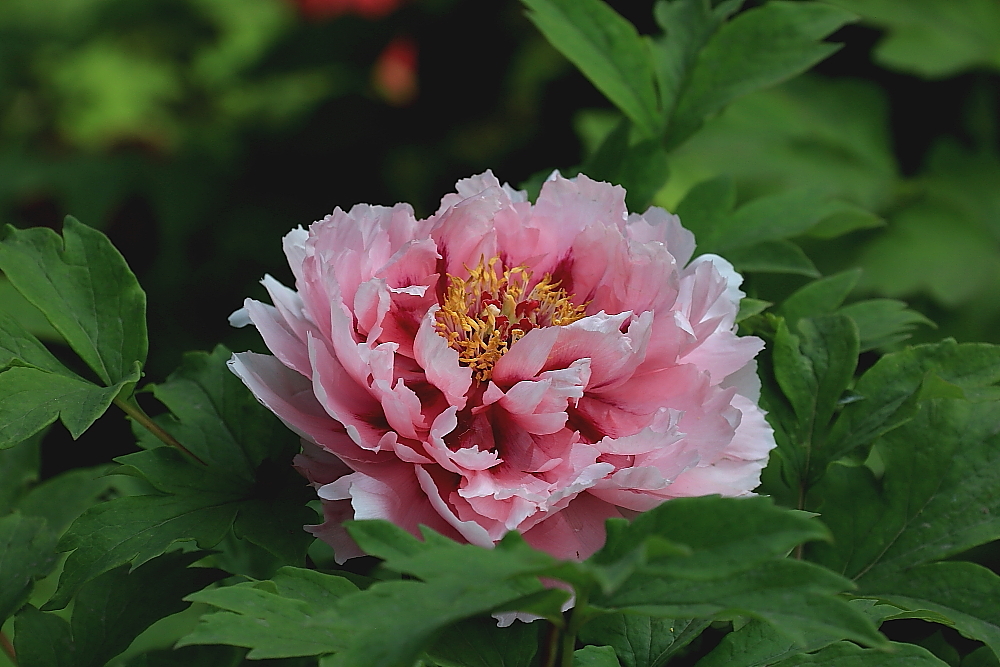 洛阳牡丹；青山吹奏-《谁不说俺家乡好》半音阶口琴演奏