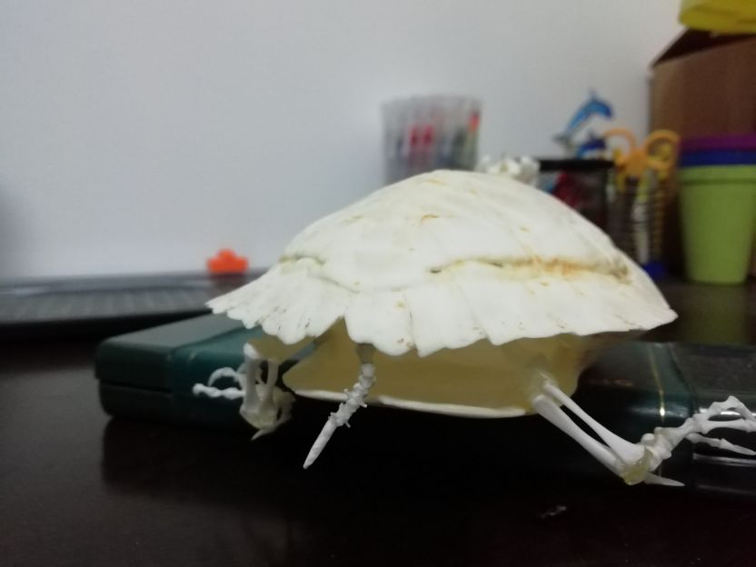 巴西龟怎么做骨骼标本,巴西龟骨骼结构