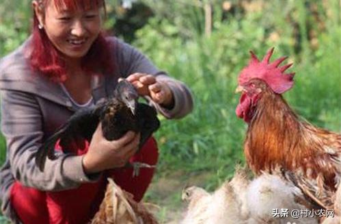 养鸡的利润与成本真实科普,现在养鸡的成本和利润是多少