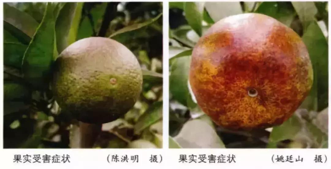 十月份沃柑还有锈壁虱危害吗,乌柑锈壁虱