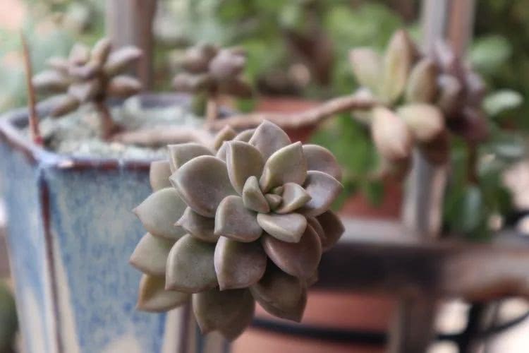 多肉名字怎么记,养多肉人的名字