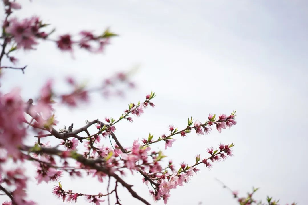 苏州赏花推荐景点有哪些,苏州赏花踏青攻略