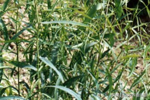 畜牧兽医：畜禽脱肛，子宫下垂中兽药方案——补中益气散