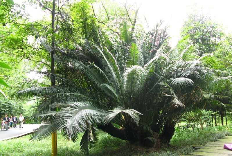 苏铁和银杏都被称为活化石,苏铁能被称为活化石的原因