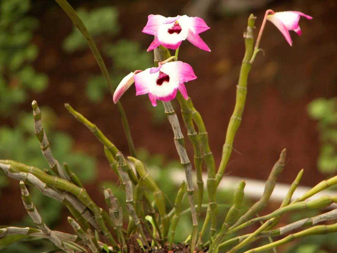 硬核整顿！高清中药教材原植物彩*图色**谱（四期）