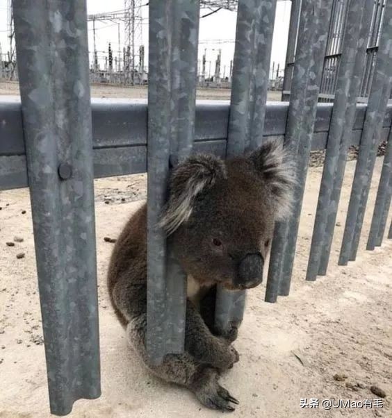 猫能被东西卡住动不了吗,猫好像被什么东西卡住一样