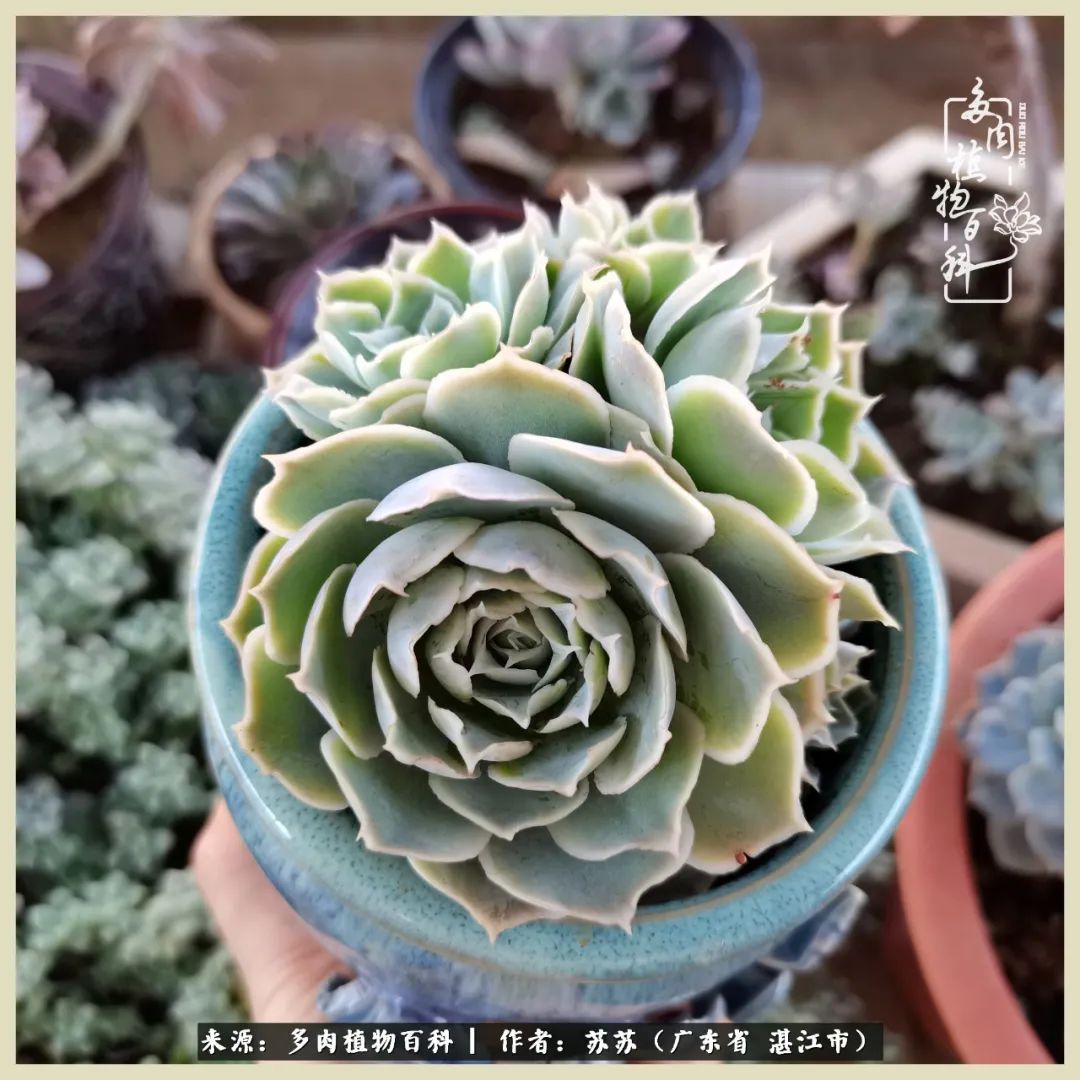 不要辜负与多肉的美好时光,多肉可以给人岁月静好的感觉