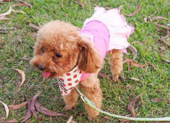 泰迪呕吐白色泡沫,泰迪肠鸣呕吐