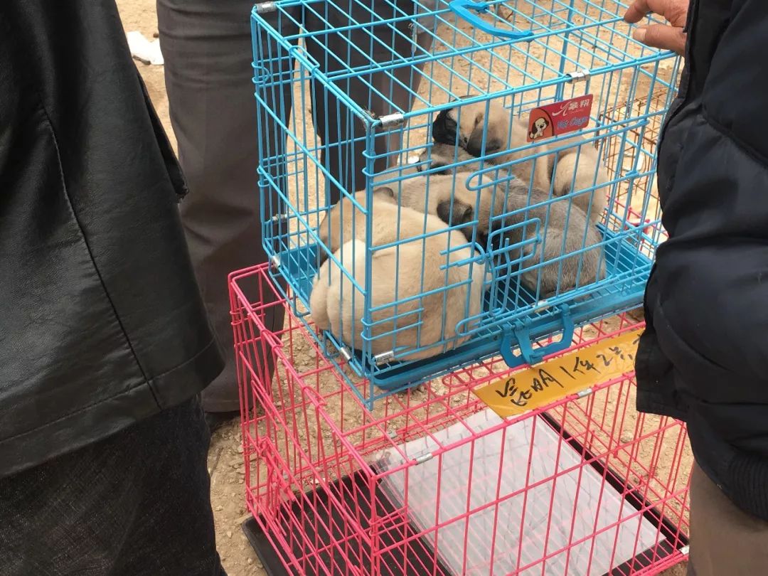 狗市幼犬售卖,狗贩子批发市场
