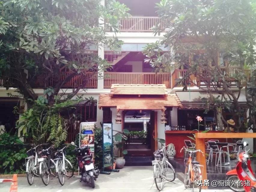 泰北玫瑰的英文,泰北玫瑰图片