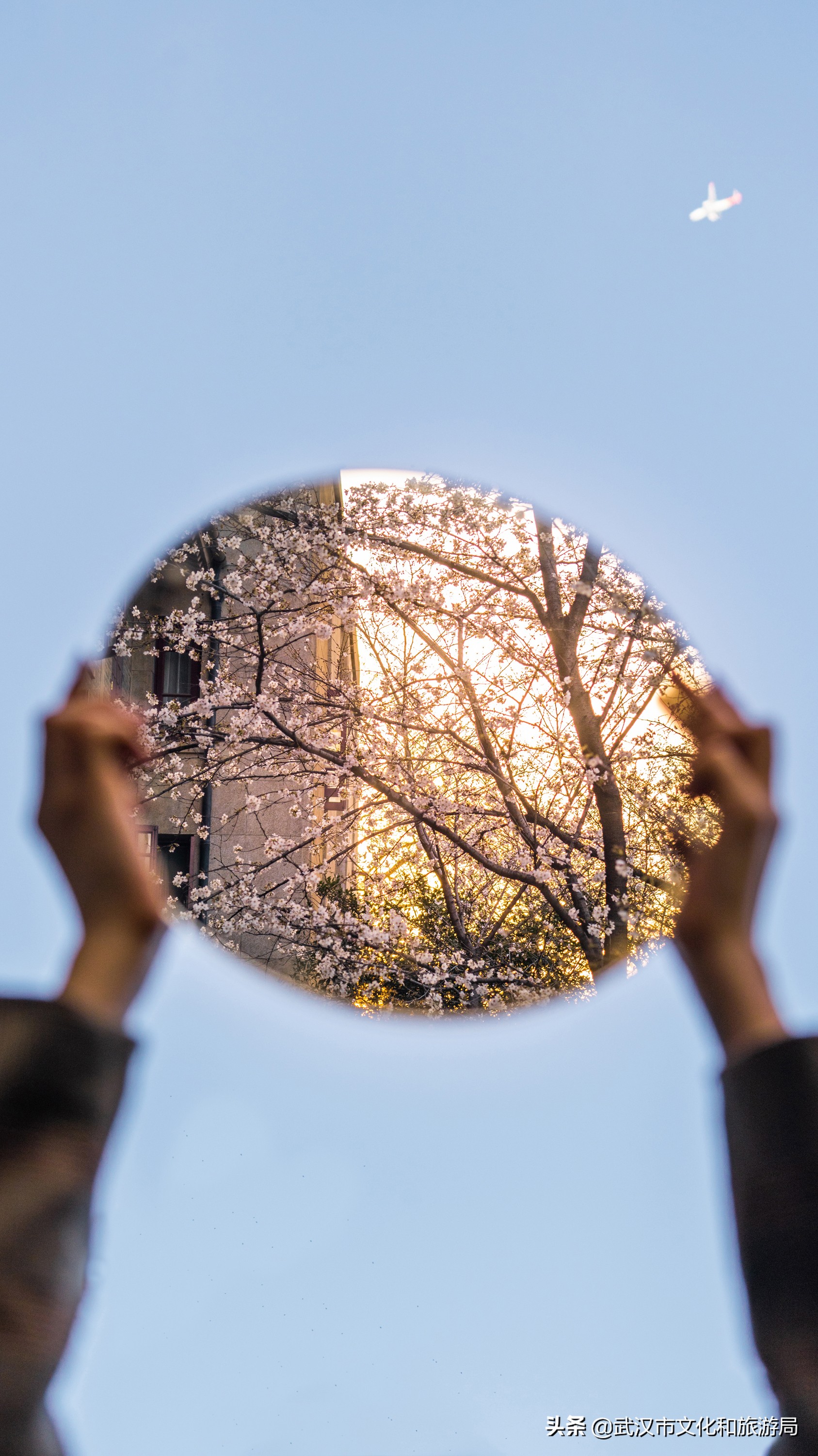 武汉东湖樱花门票,武汉看樱花的景点