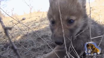 养狼20年养成二哈,养狼养二哈