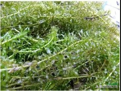 伊乐藻对水质的好处,伊乐藻管理与种植