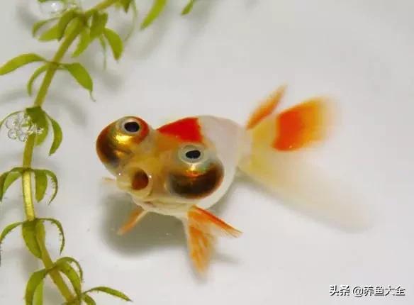 什么金鱼好养又好看,养哪种金鱼又好看又好养