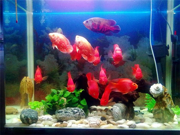 红鹦鹉鱼种类,红白鹦鹉鱼种类