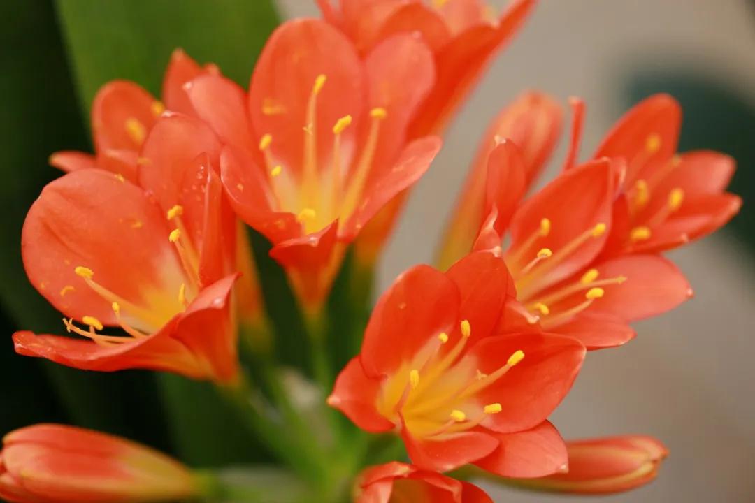 多学科协作为肾衰及多种合并症患者“个体订制”诊疗方案