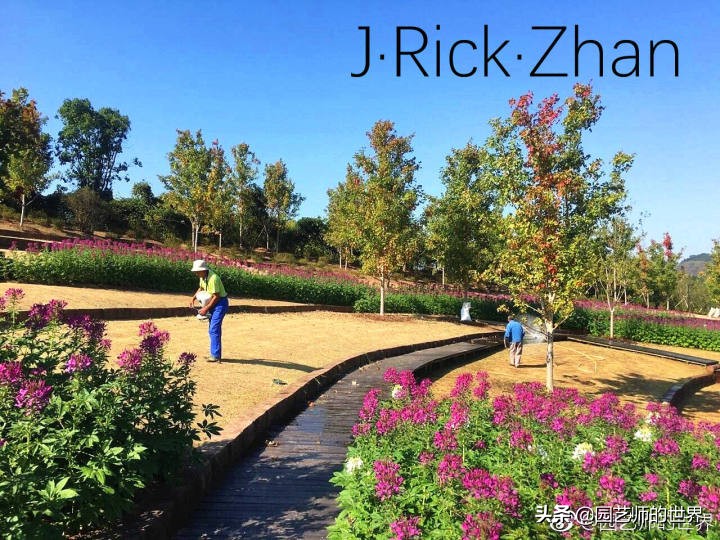 高尔夫果岭草坪家庭院子种植,麦冬草坪种植方法和注意事项