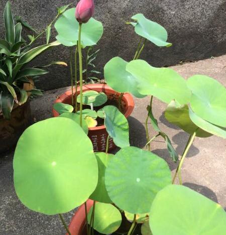 碗莲怎么养才能养得好,碗莲怎么养才能养好