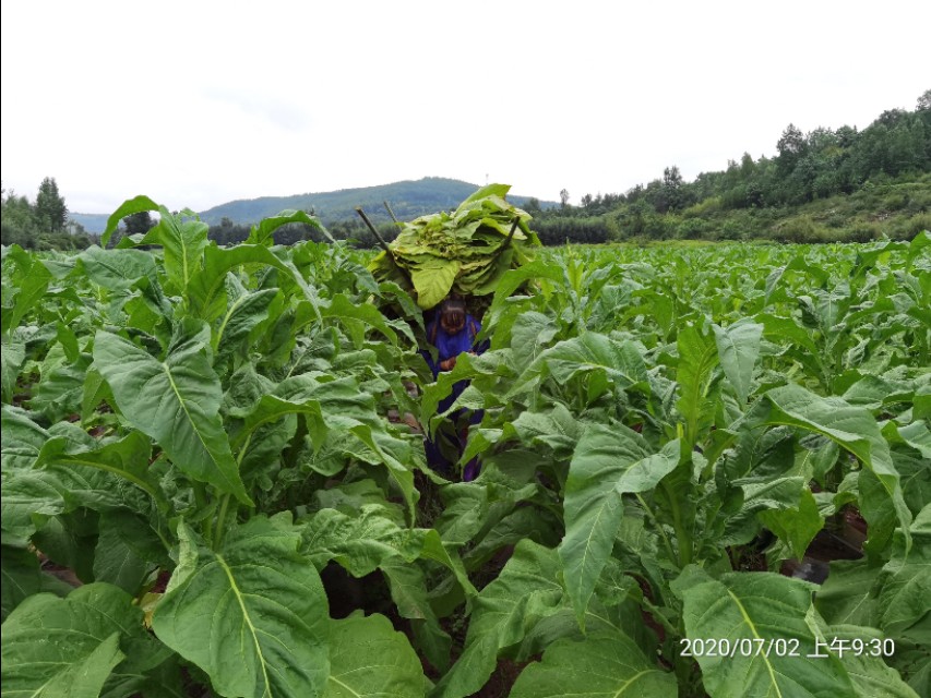 种下“绿叶子”   烤出“黄叶子”   换来“金票子”