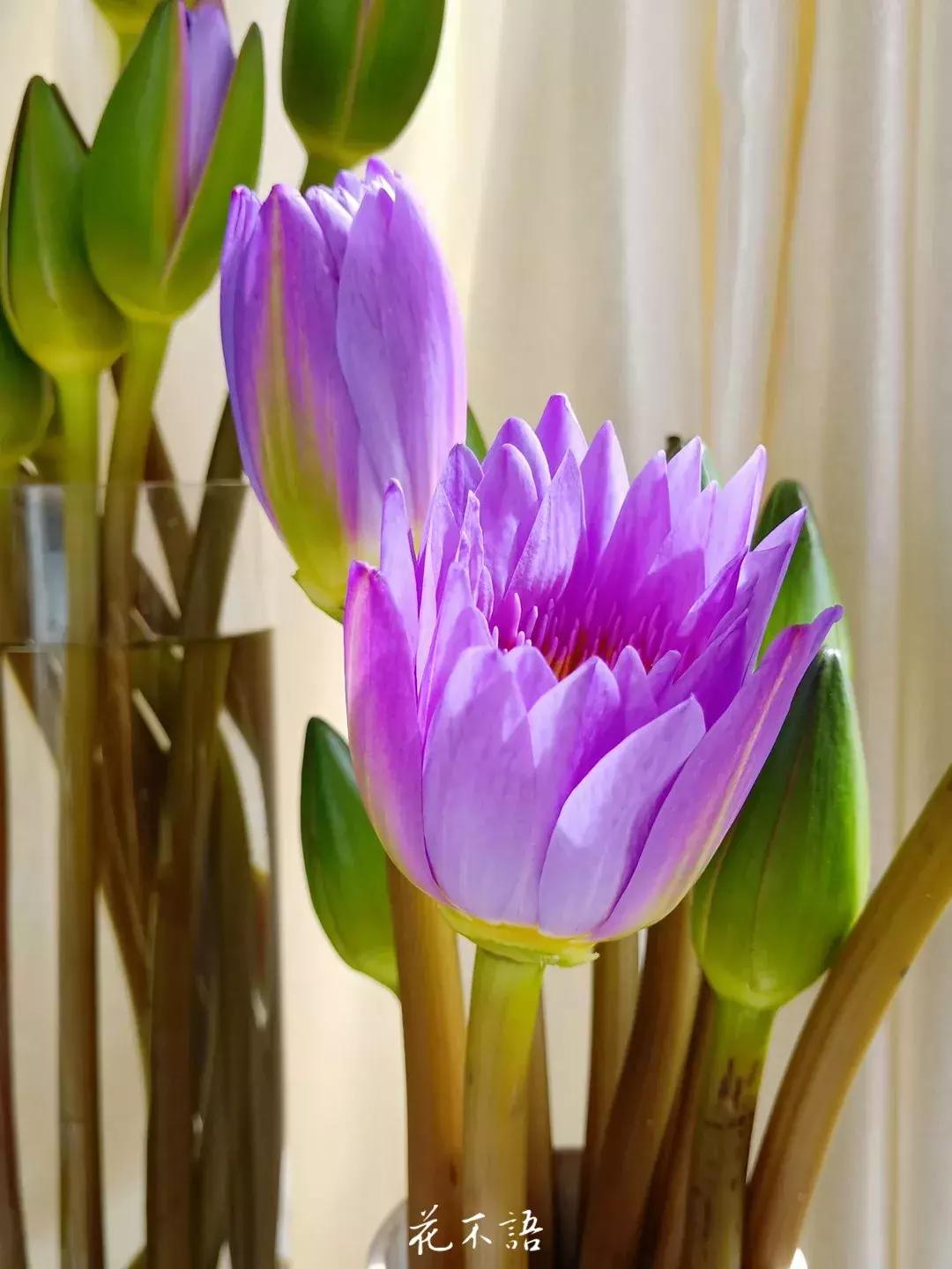 睡莲9月的养护,睡莲的养护方法文字