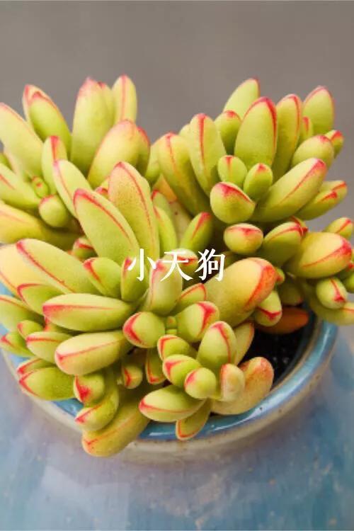 好看好养的多肉类植物,多肉类植物好看