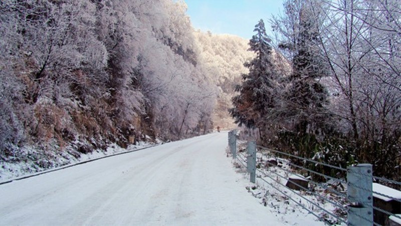 活化石的大鲵,大鲵为什么被称为活化石
