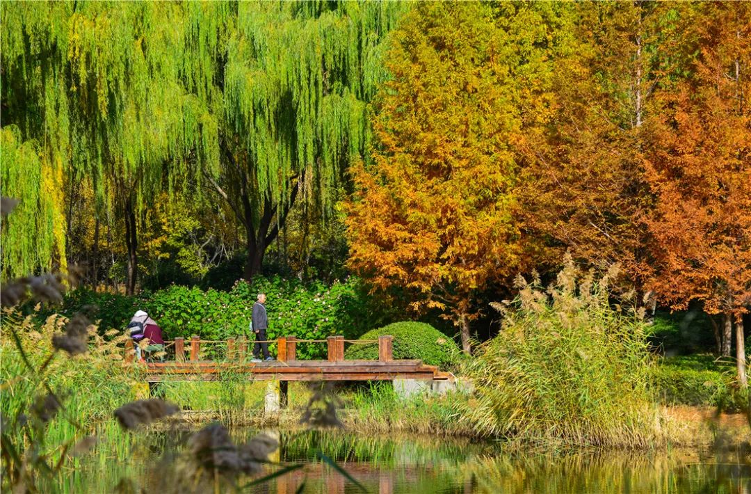 济南森林公园雪景,济南最美森林公园
