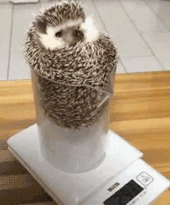 刺猬除了刺猬粮啥也不吃,刺猬爬枣树