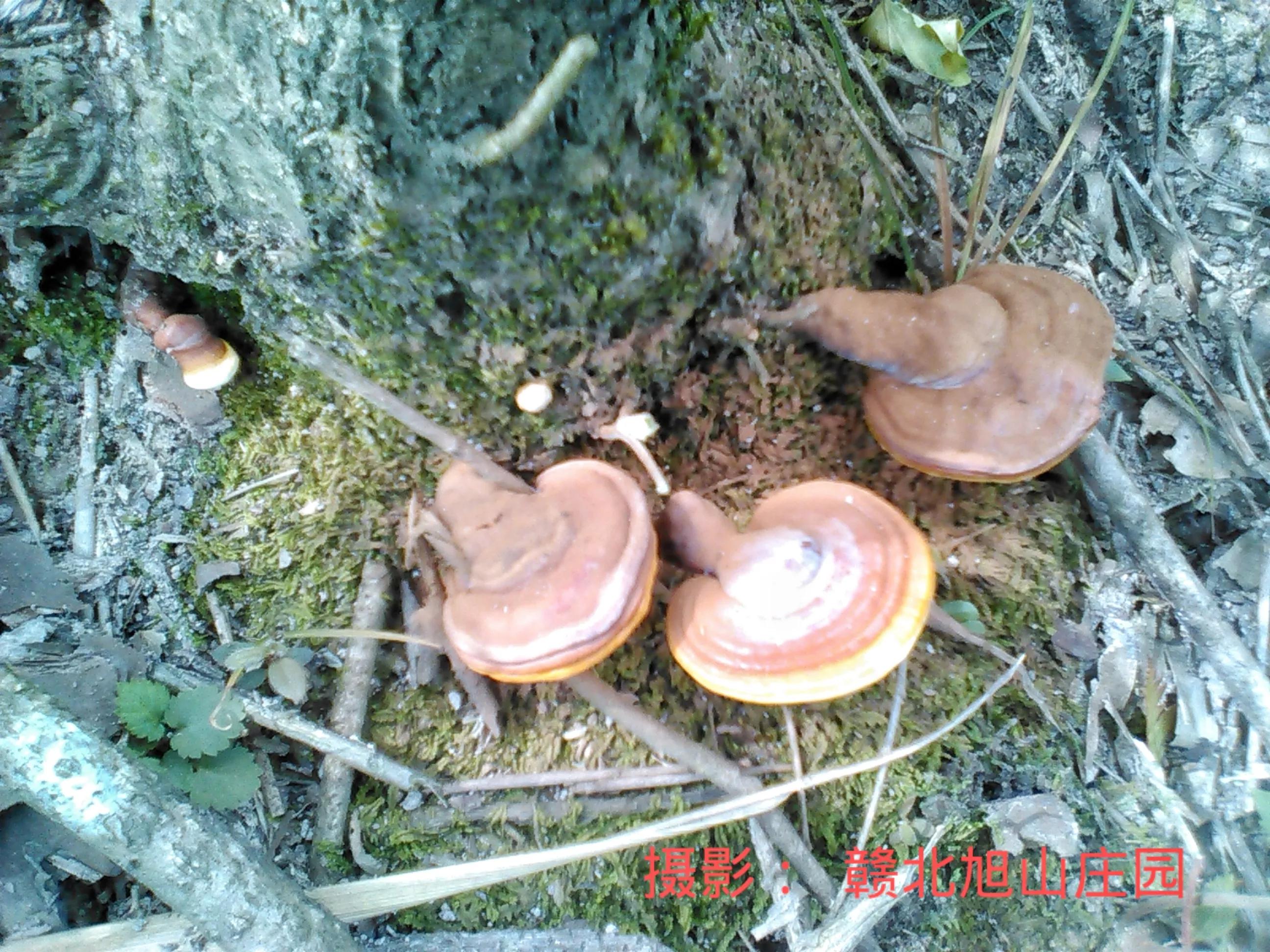 江西省赣北旭山庄园,灵芝旭山庄园