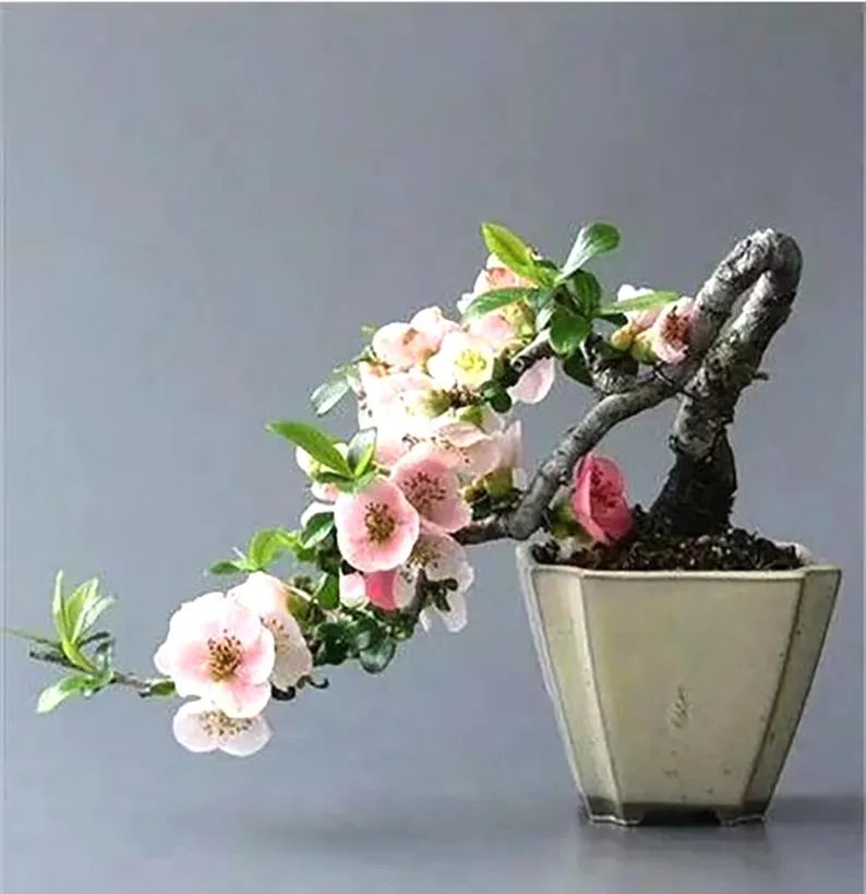 桃花树盆栽养护,桃花盆栽小技巧