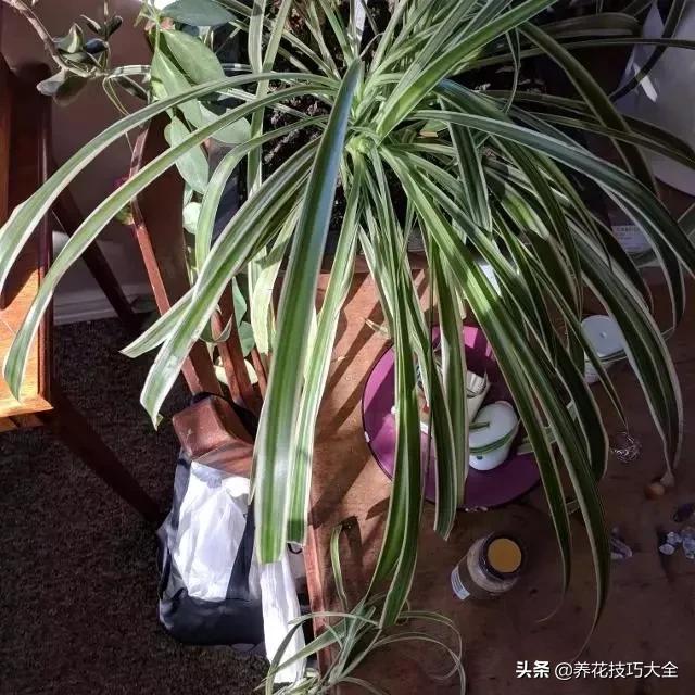 吊兰叶子干尖是怎么回事,千叶吊兰叶子干尖怎么回事